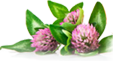 Sâm yến thịnh phát