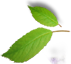 Sâm yến thịnh phát