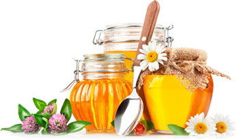 Sâm yến thịnh phát