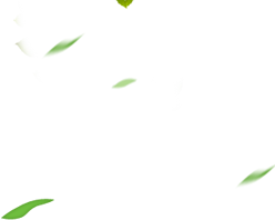 Sâm yến thịnh phát