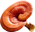 Sâm yến thịnh phát
