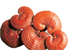 Sâm yến thịnh phát