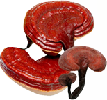 Sâm yến thịnh phát
