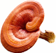 Sâm yến thịnh phát