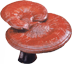 Sâm yến thịnh phát