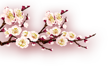 Sâm yến thịnh phát