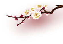 Sâm yến thịnh phát
