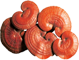Sâm yến thịnh phát