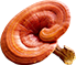 Sâm yến thịnh phát