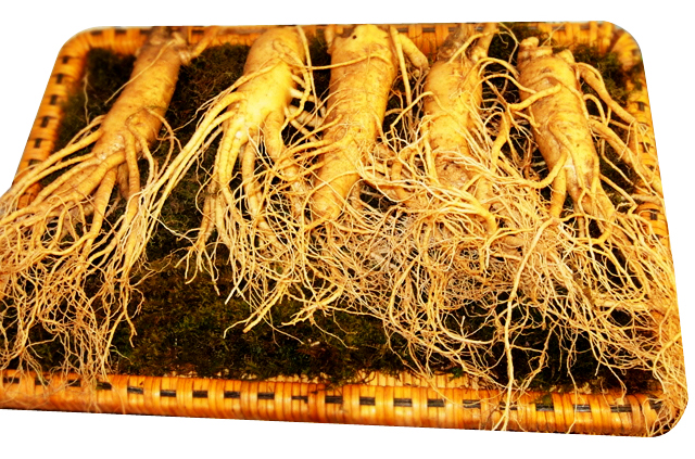 nhân sâm hàn quốc