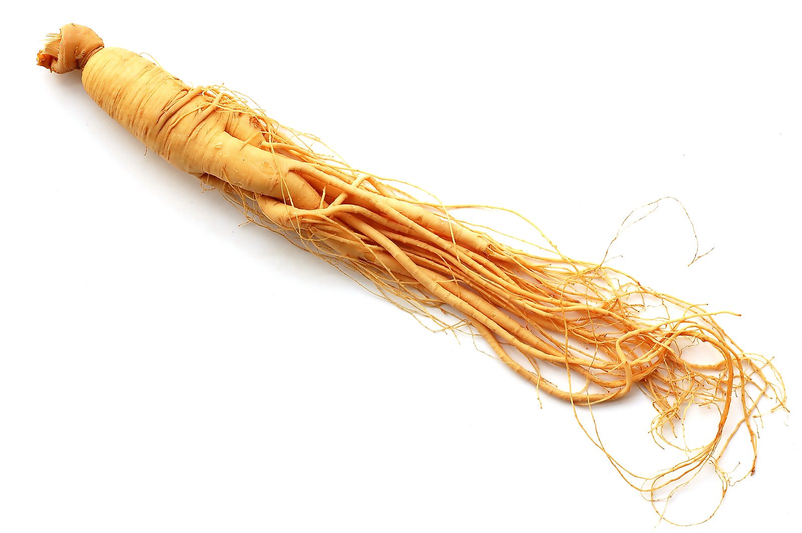 củ sâm