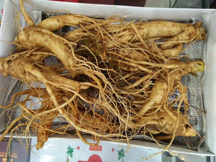 Sâm tươi hàn quốc 5 củ 1kg
