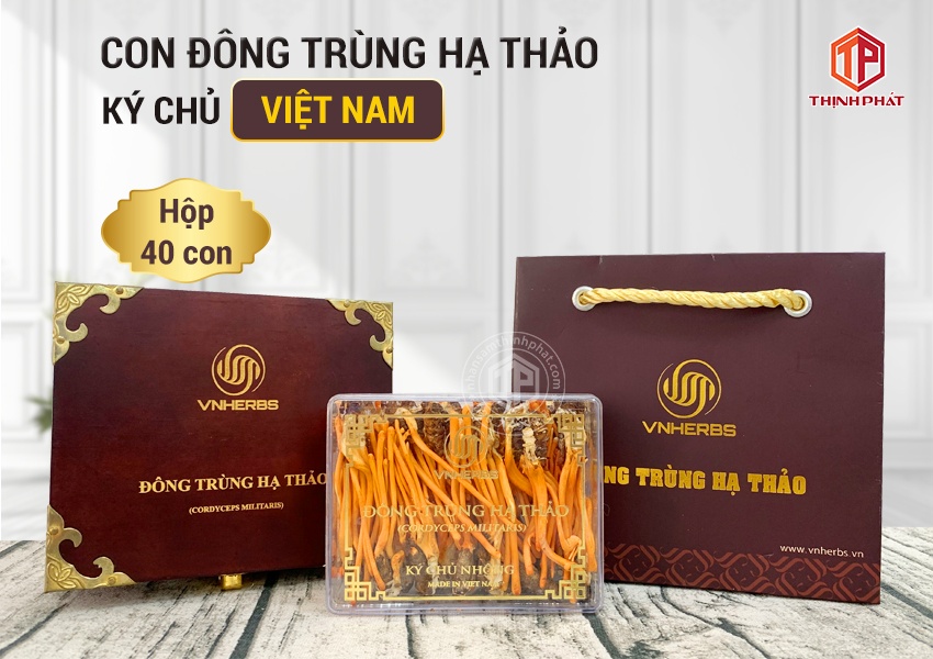 Con đông trùng hạ thảo ký chủ Việt Nam hộp 40 con