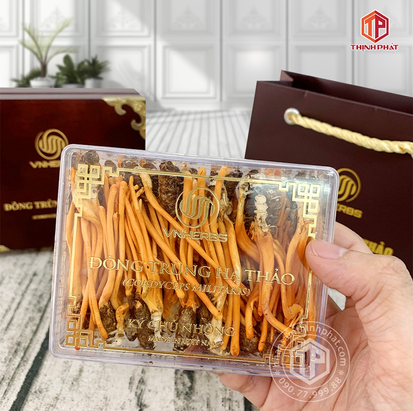 Con đông trùng hạ thảo ký chủ Việt Nam hộp 40 con