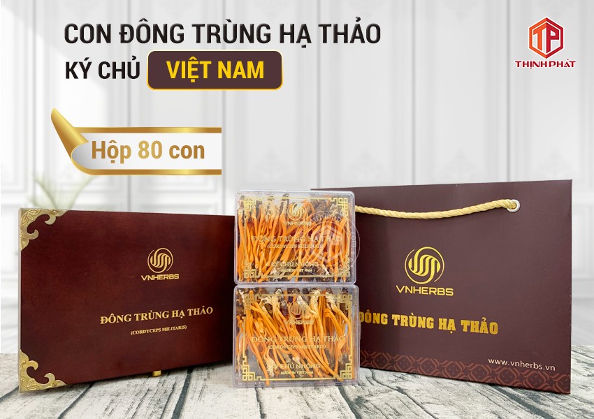 Con đông trùng hạ thảo ký chủ Việt Nam hộp 80 con