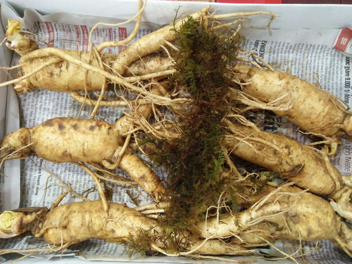 Sâm tươi hàn quốc loại 4 củ 1kg