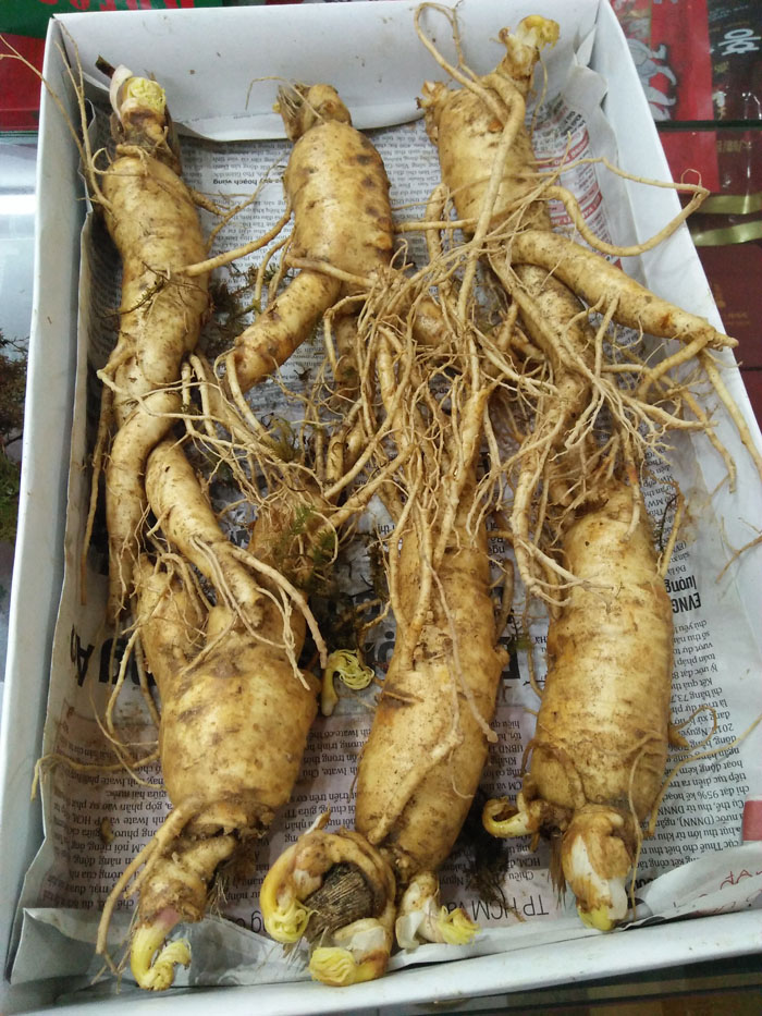 Sâm tươi hàn quốc