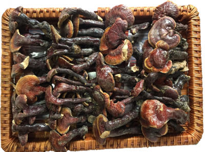 Nấm lim xanh Tiên Phước Quảng Nam