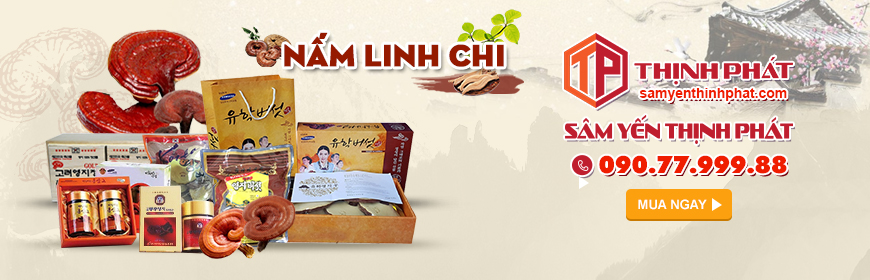 Quà tặng nấm linh chi