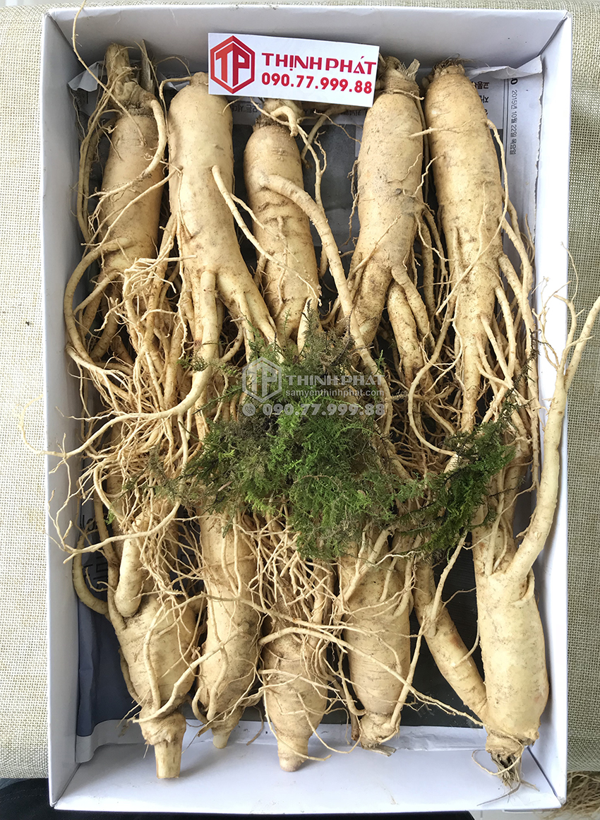 Nhân sâm tươi Hàn Quốc loại 10 củ 1 kg