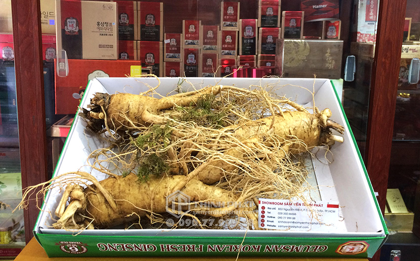 Nhân sâm tươi Hàn Quốc loại 3 củ 1 kg