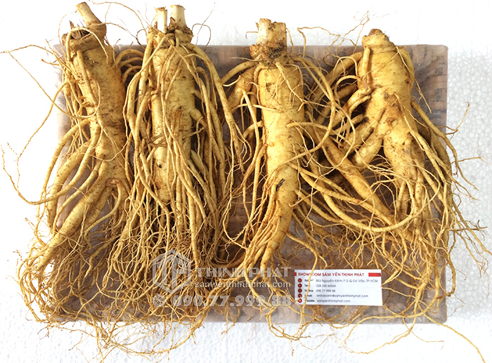 Nhân sâm tươi Hàn Quốc loại 4 củ 1 kg