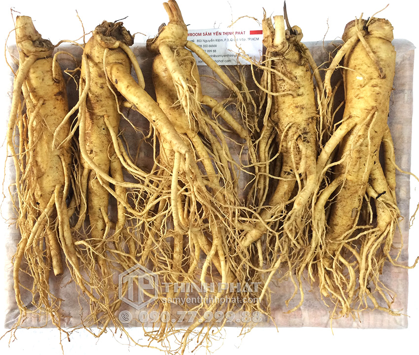 Nhân sâm tươi Hàn Quốc loại 5 củ 1 kg