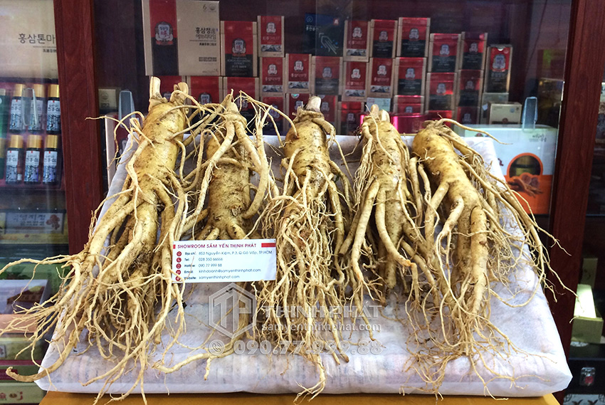 Nhân sâm tươi Hàn Quốc loại 5 củ 1 kg