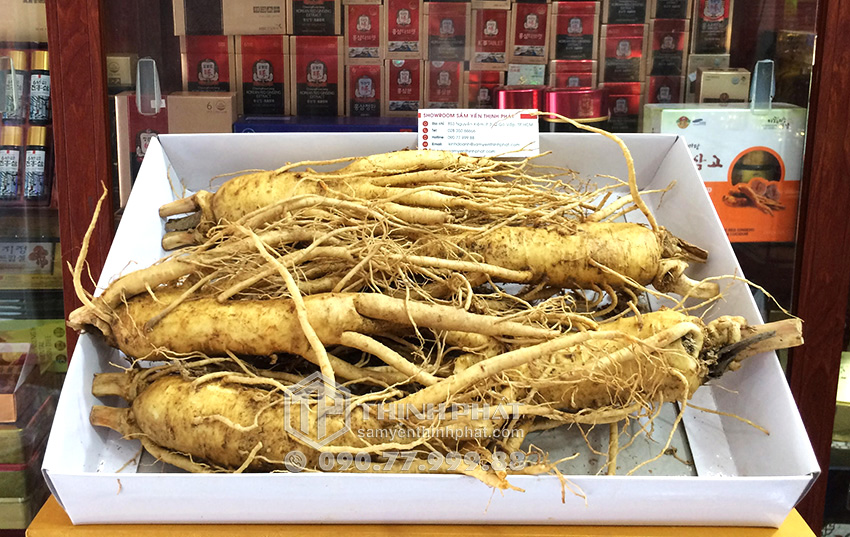 Nhân sâm tươi Hàn Quốc loại 5 củ 1 kg