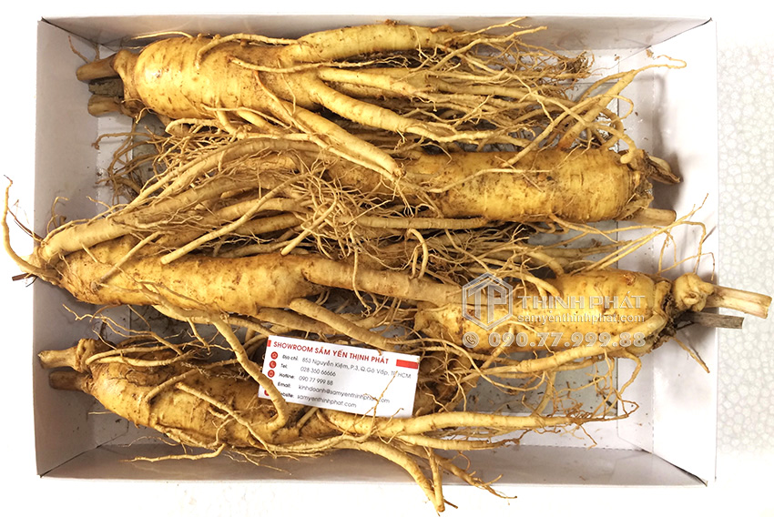 Nhân sâm tươi Hàn Quốc loại 5 củ 1 kg