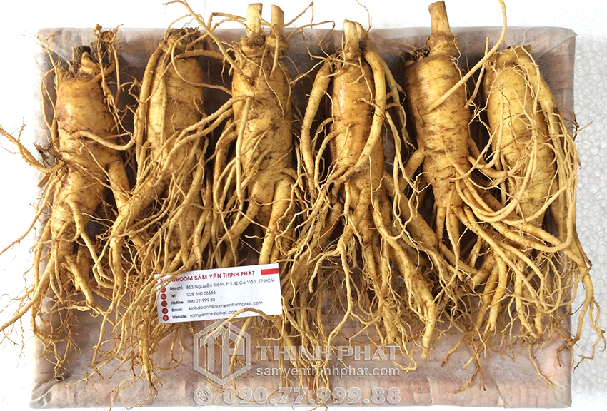 Nhân sâm tươi Hàn Quốc loại 6 củ 1 kg
