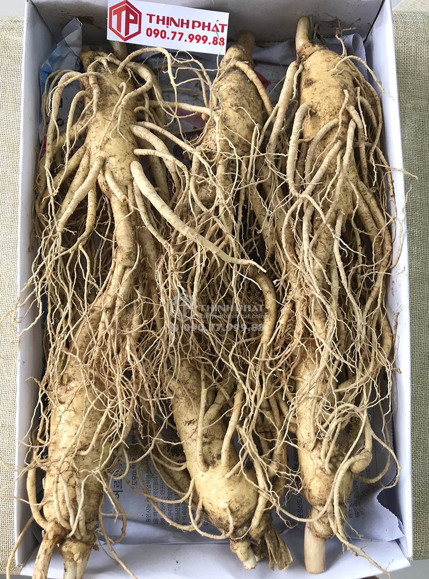 Nhân sâm tươi Hàn Quốc loại 6 củ 1 kg