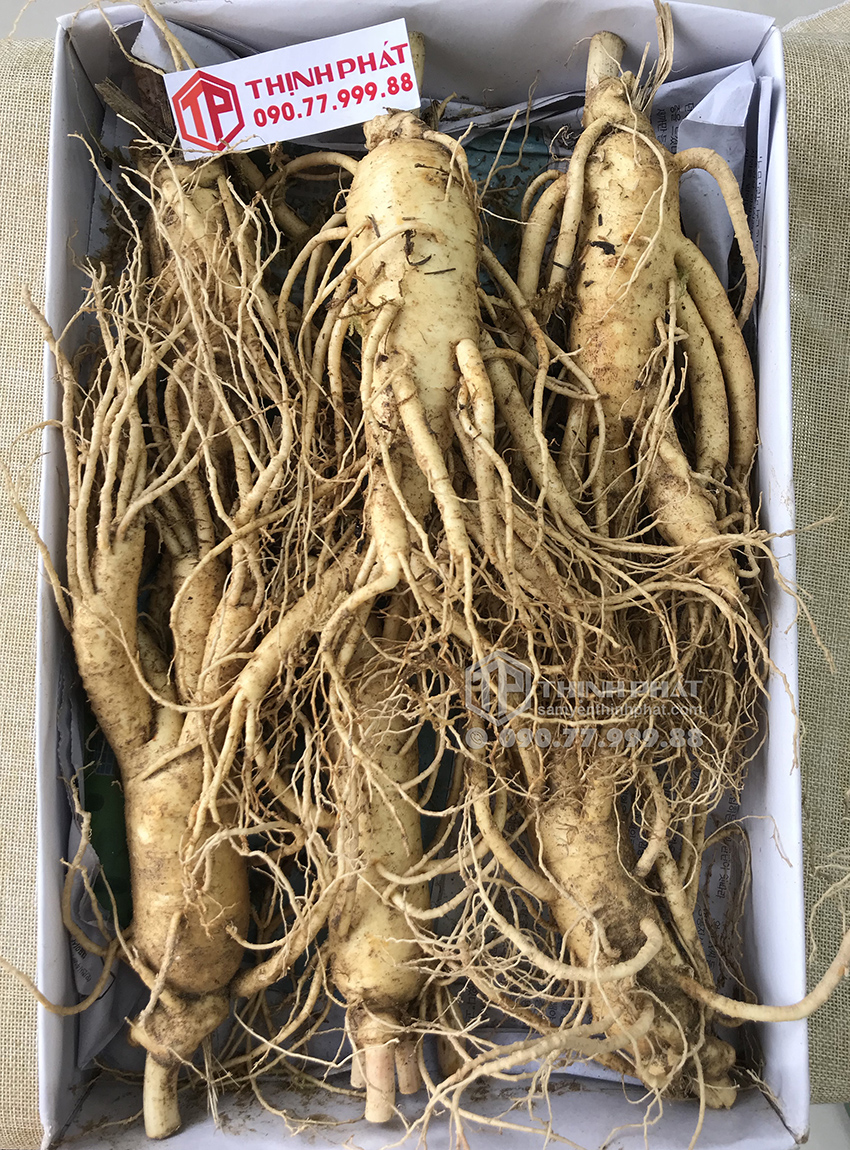 Nhân sâm tươi Hàn Quốc loại 6 củ 1 kg