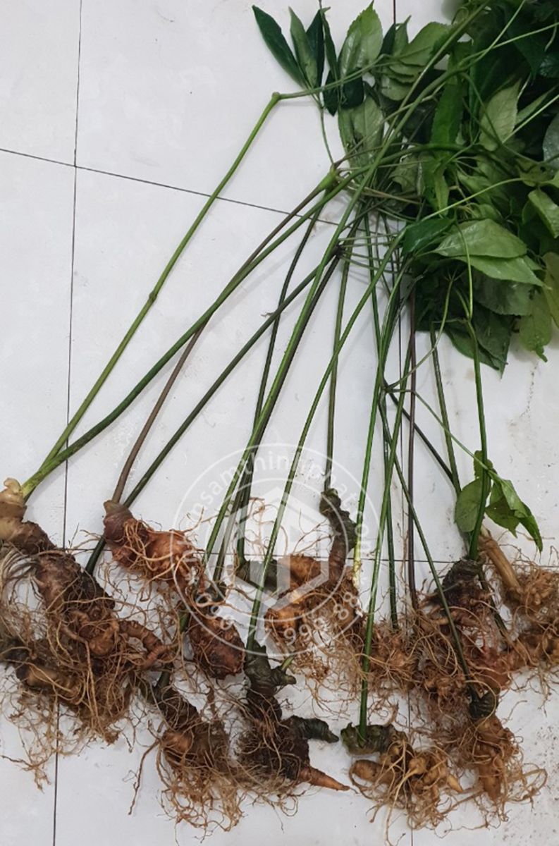 Sâm Ngọc Linh loại 15 củ 1 kg