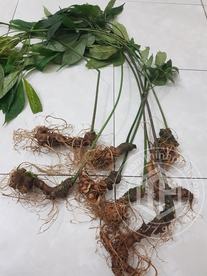 Sâm Ngọc Linh loại 8 củ 1 kg