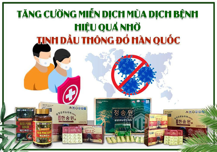 Tăng cường miễn dịch mùa dịch bệnh nhờ tinh dầu thông đỏ Hàn Quốc
