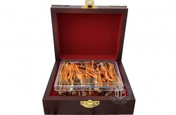 con-dong-trung-ha-thao-ky-chu-viet-nam-hop-40-con