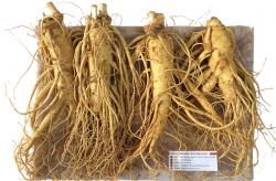nhan-sam-tuoi-han-quoc-4-cu-1-kg