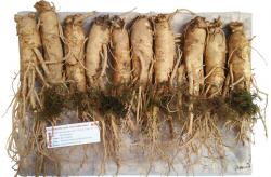 nhan-sam-tuoi-han-quoc-loai-10-cu-1-kg
