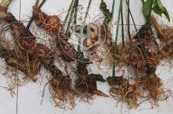 sam-ngoc-linh-loai-12-cu-1-kg