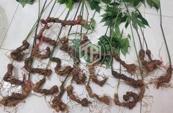 sam-ngoc-linh-loai-25-cu-1-kg