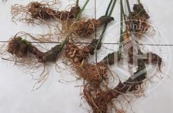 sam-ngoc-linh-loai-8-cu-1-kg