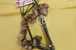 sam-ngoc-linh-rung-cu-2-lang-ruoi