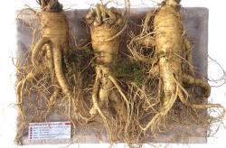 nhan-sam-tuoi-han-quoc-loai-3-cu-1-kg